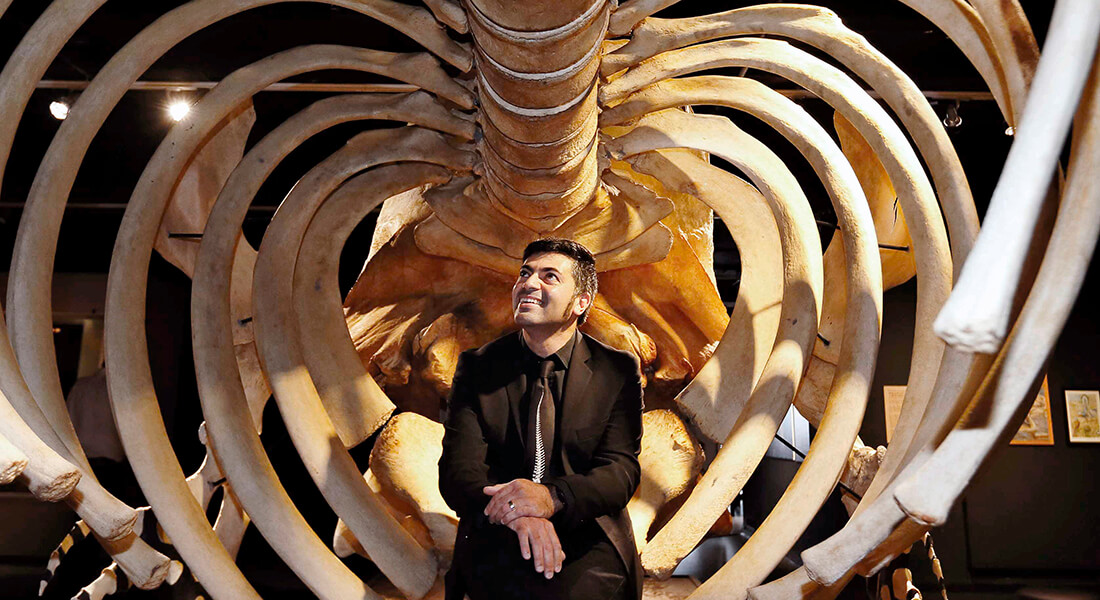 Abdi Hedayat, naturhistorisk konservator med speciale i hvaler på Statens Naturhistoriske Museum