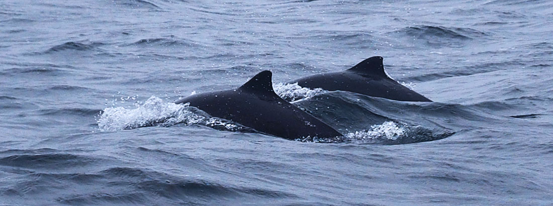 Marsvinesafari på Øresund