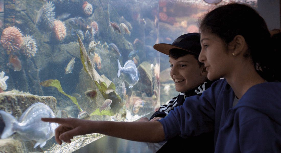 Børn der peger på fisk i akvarie
