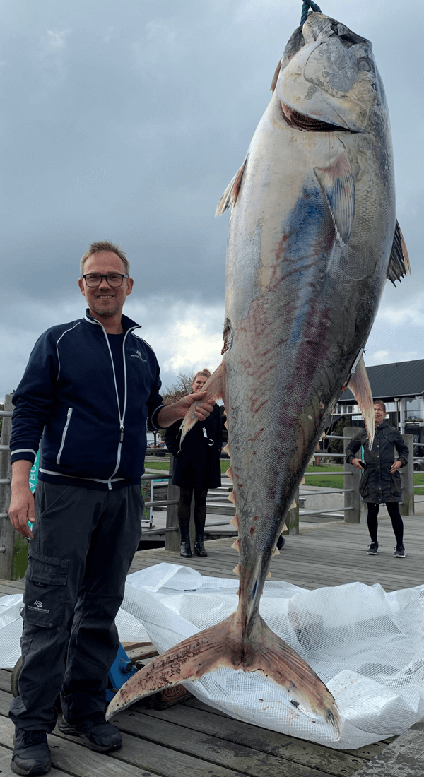 Død tun ilandbragt til Helsingør i oktober 2021. Den vejer ca. 260 kg. og kan ses på akvariet i efterårsferien.