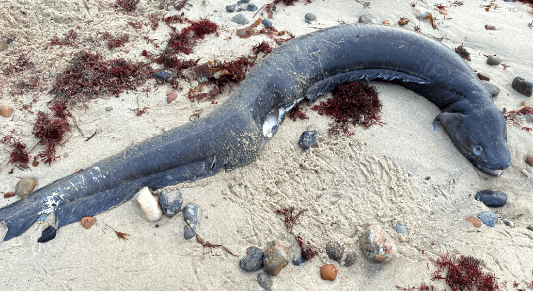 Strandet havål der blev fundet ved Tisvilde. Fotograf: Lene Clausen