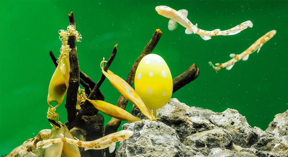 Hajæg og påskeæg på akvariet.