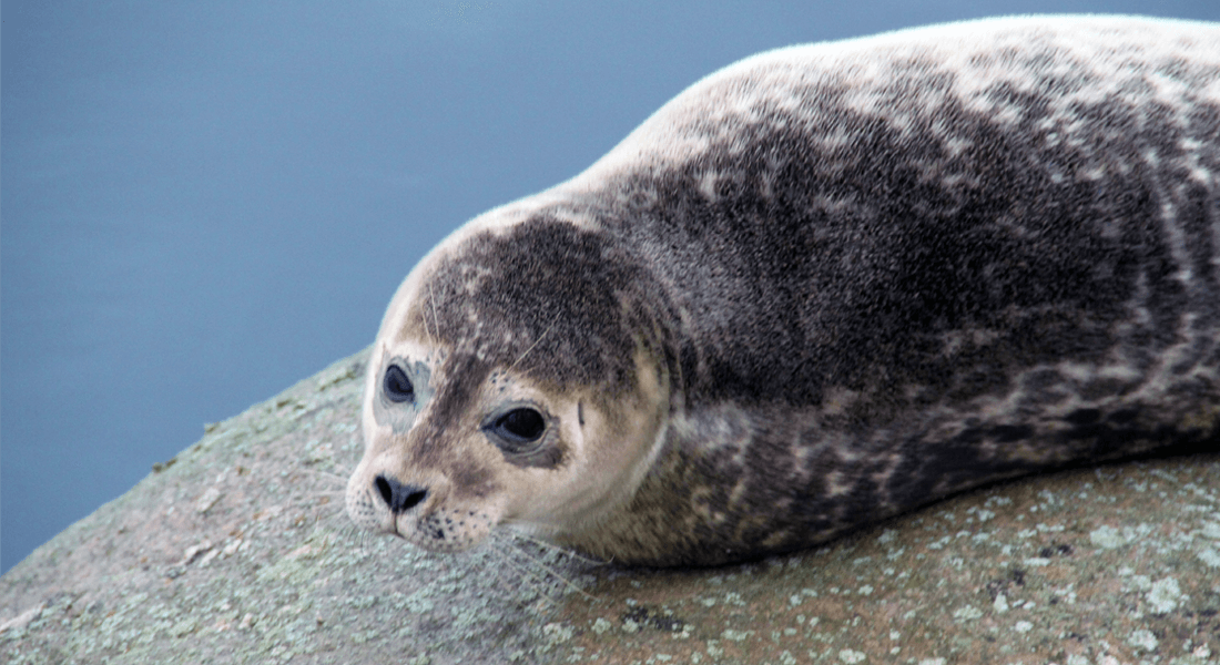 Experience seals in Øresund