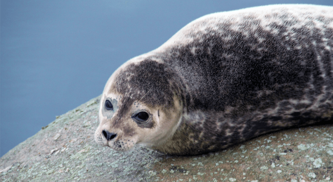 Upplev sälar i Öresund