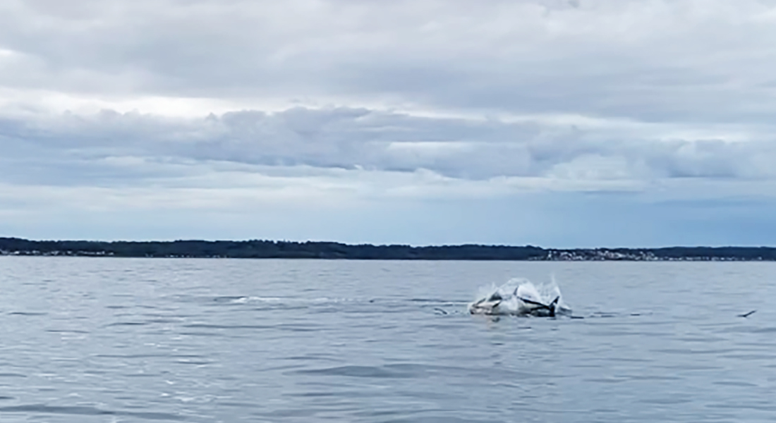 Tun i Øresund