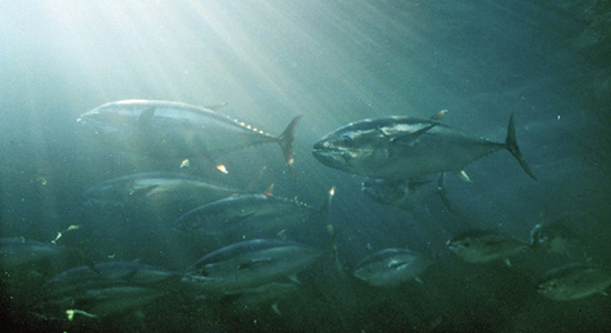 Bluefin tuna