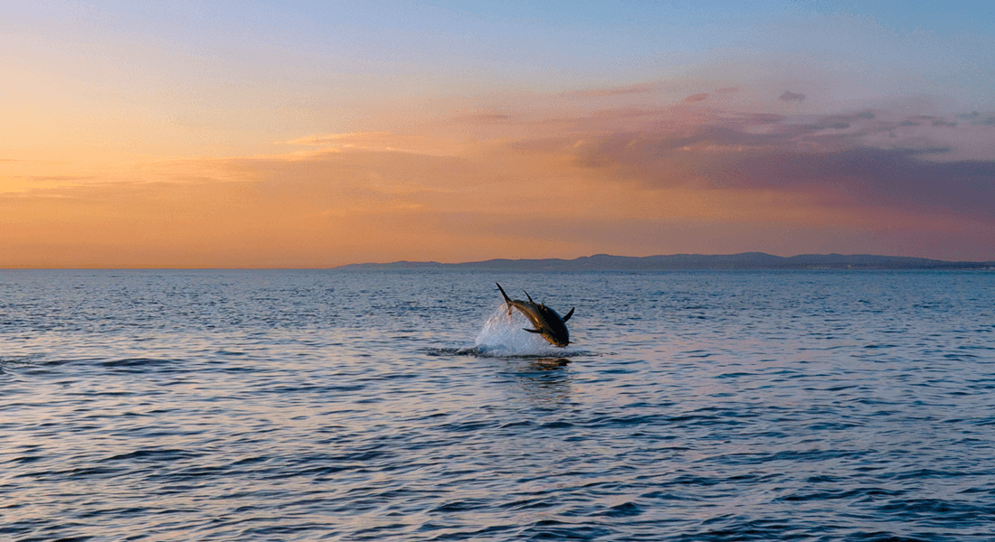 Blåfinnet atlantisk tun i spring