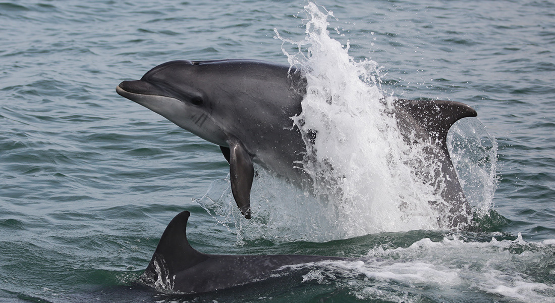 Bottlenose dolphins