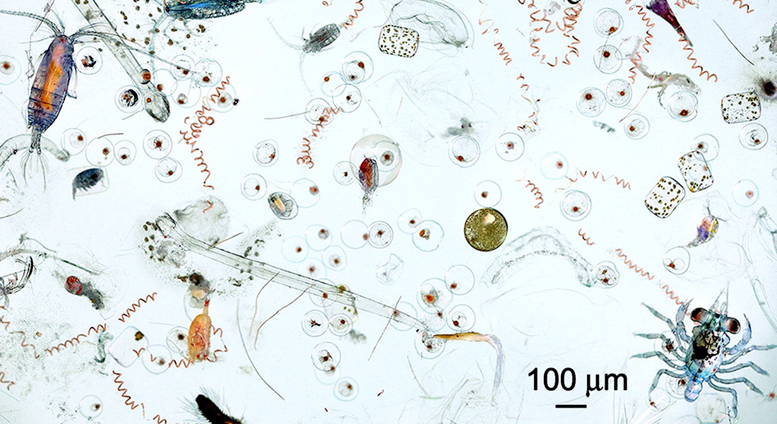 Mikroplankton. Foto: Wikimedia Commons