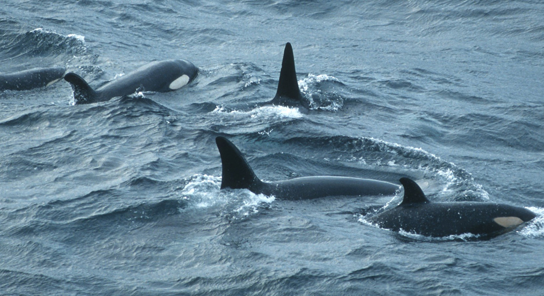 Spækhuggerflok. Foto: Peter Østrin Spækhuggerflok. Foto: Peter Østrin