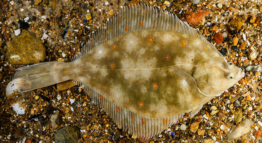 Rødspætte. Foto: Kasper Nyberg, Øresundsakvariet