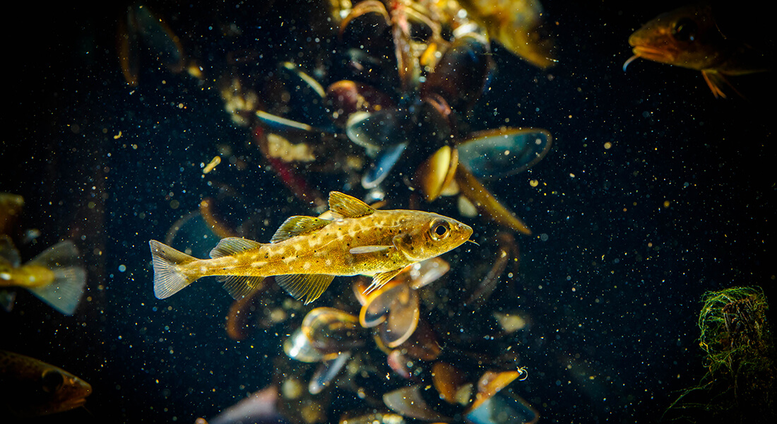Små torsk i havneakvariet. Foto: Kasper Nyberg