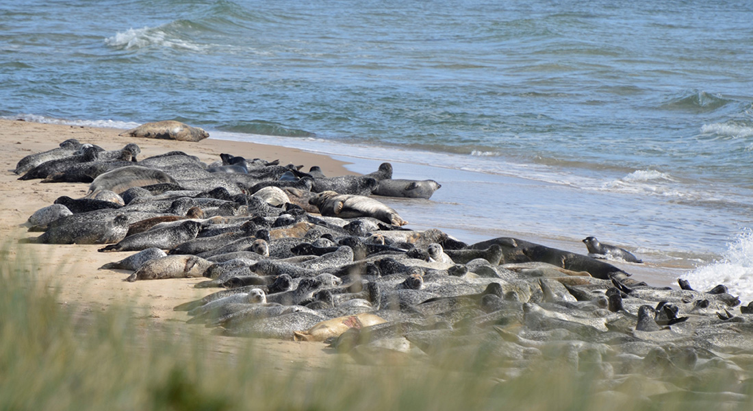 Flok af spættet sæl på stranden. Foto: Morten Tange Olsen