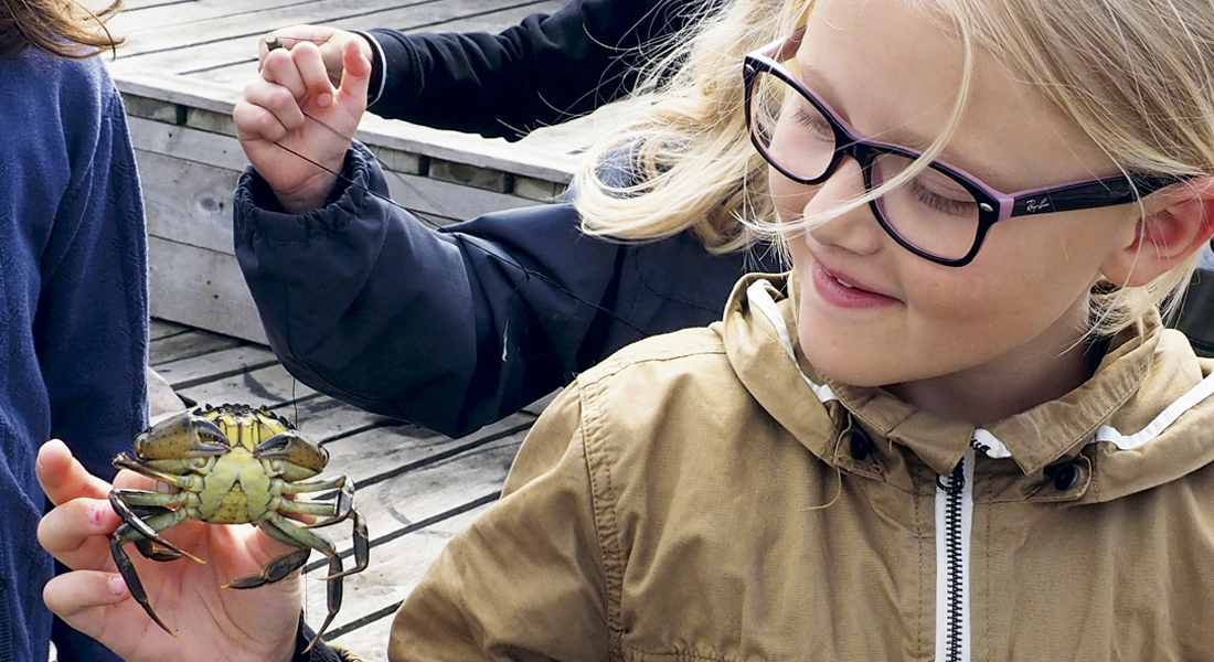 Krabbefangst med Øresundsakvariet. Foto: Tania Lundberg Lykkegaard