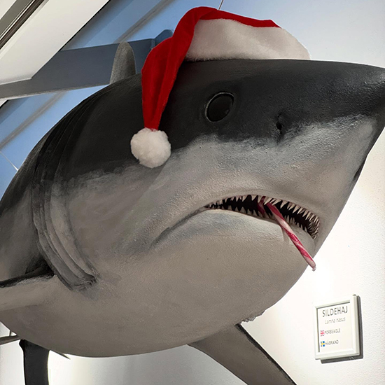 Sildehaj med nisshue og slikstok. Foto: Øresundsakvariet