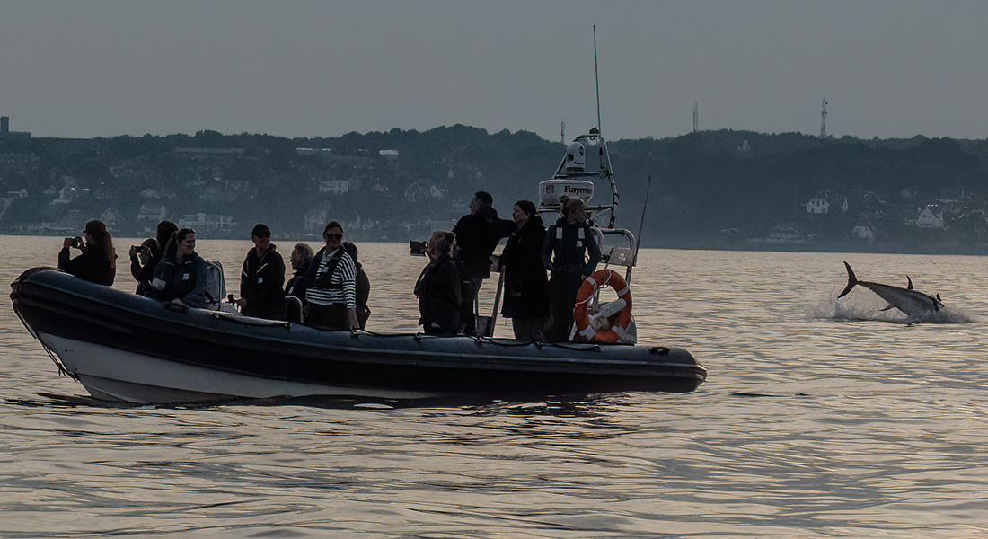 Springende tun i Øresund. Foto: Bettina Pedersen