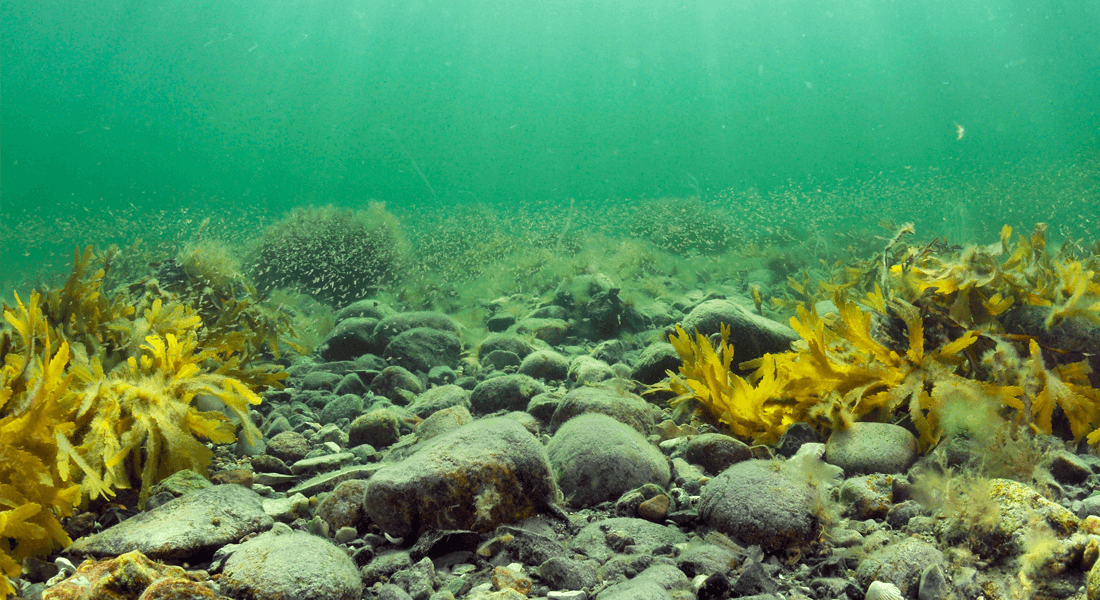 Foredrag på Øresundsakvariet